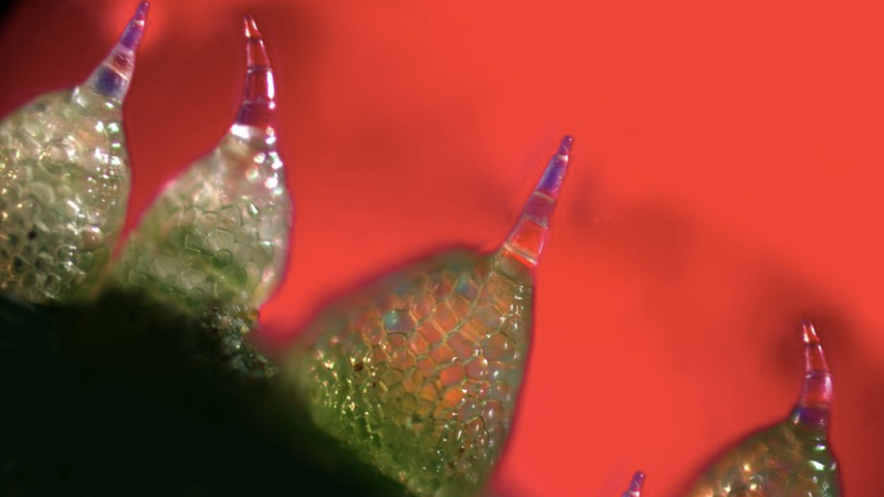 Illustration for article titled Feast your eyes on some of the best scientific art from the past year